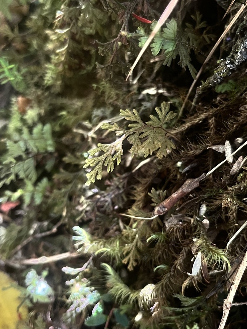 Hymenophyllum ferrugineum photo 3