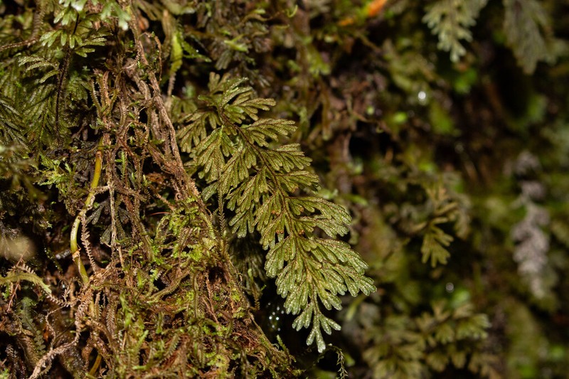Hymenophyllum ferrugineum photo 4