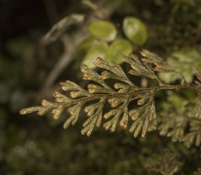 Hymenophyllum ferrugineum photo 5