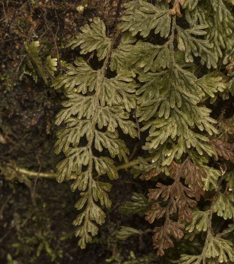 Hymenophyllum ferrugineum photo 6