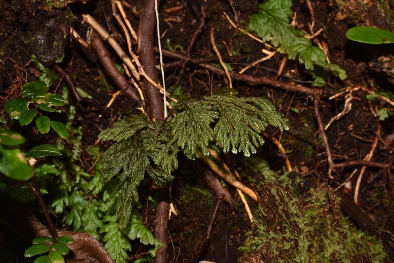 Hymenophyllum ferrugineum photo 7
