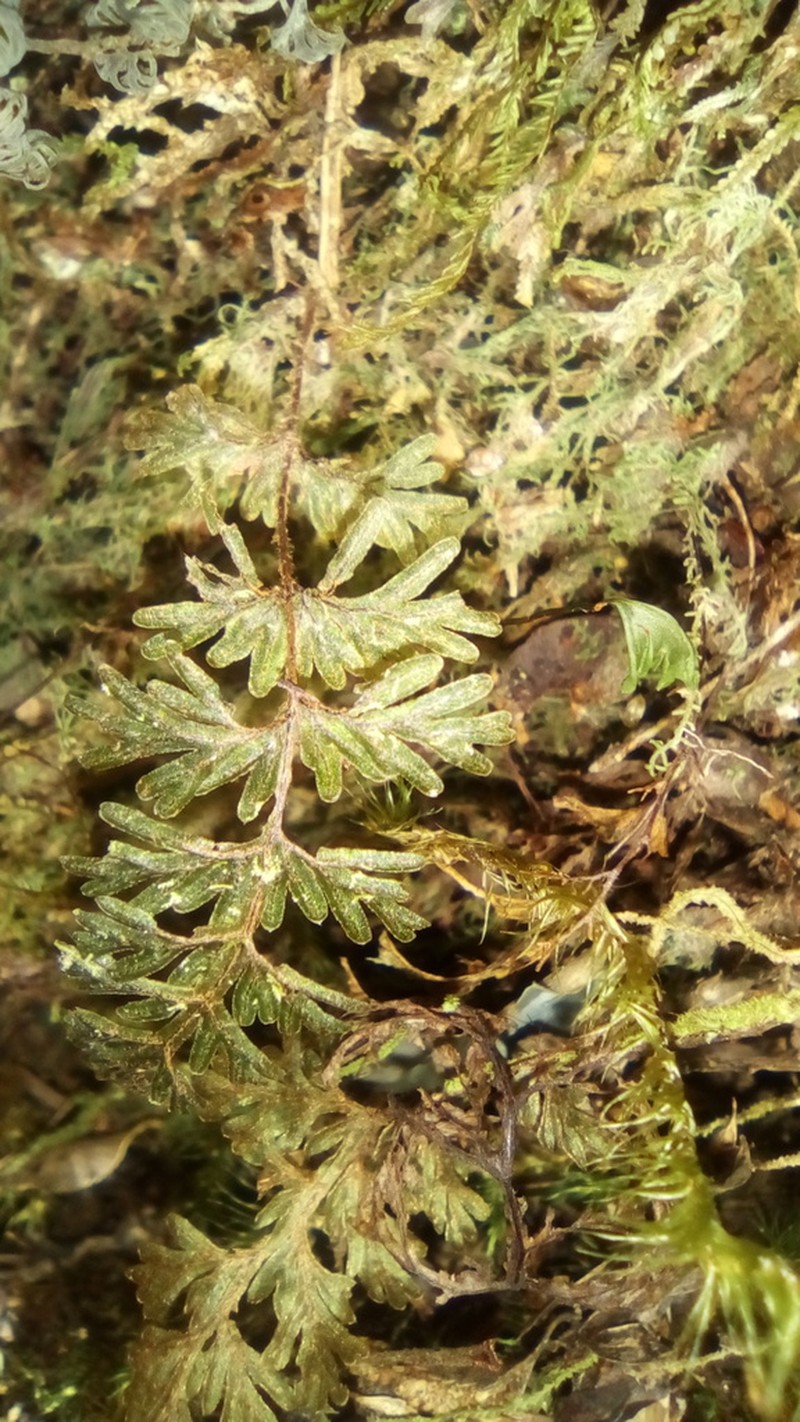 Hymenophyllum ferrugineum photo 8