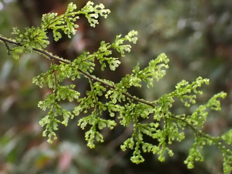 Hymenophyllum fimbriatum