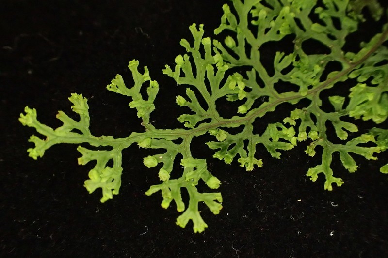 Hymenophyllum fimbriatum photo 2