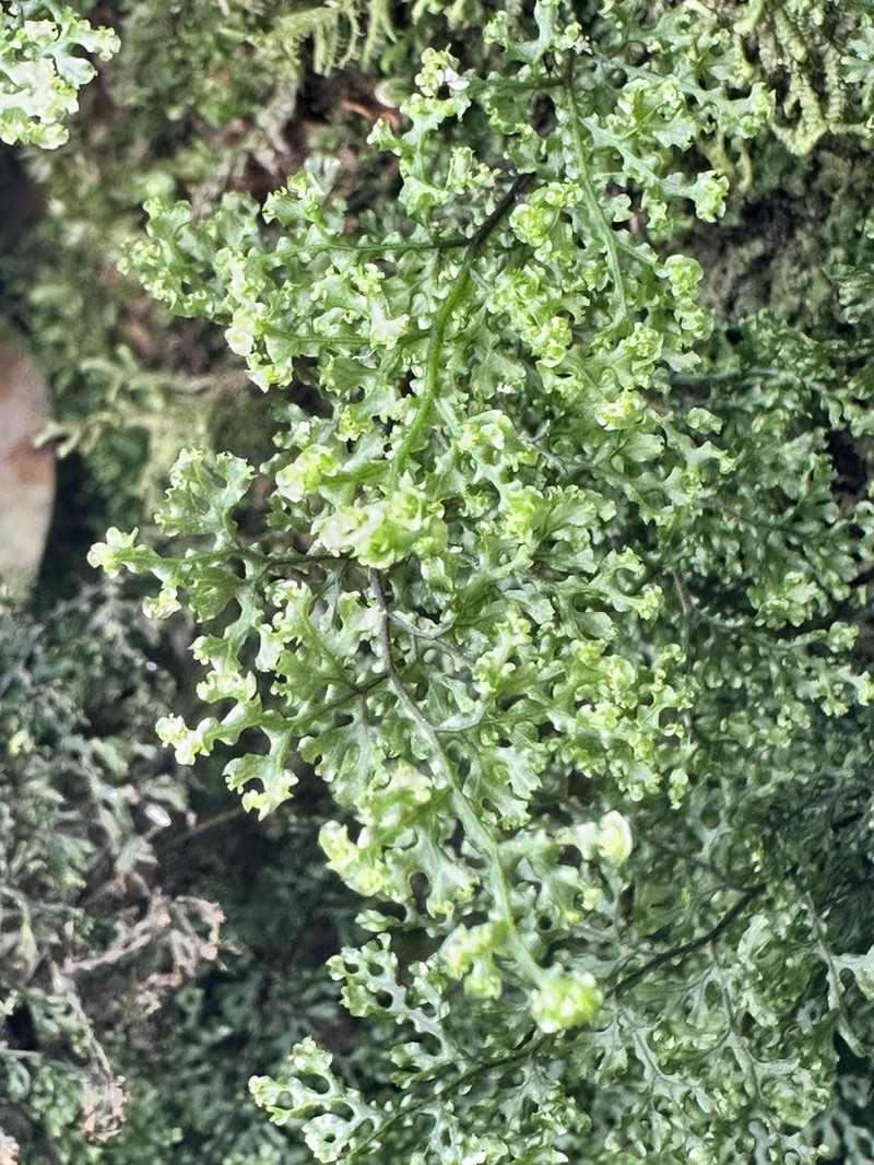 Hymenophyllum fimbriatum photo 3