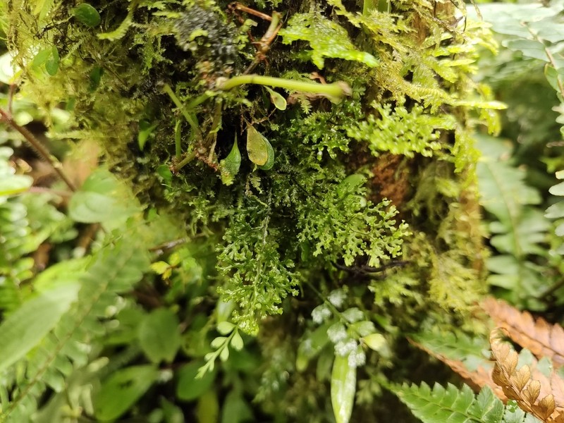 Hymenophyllum fimbriatum photo 4