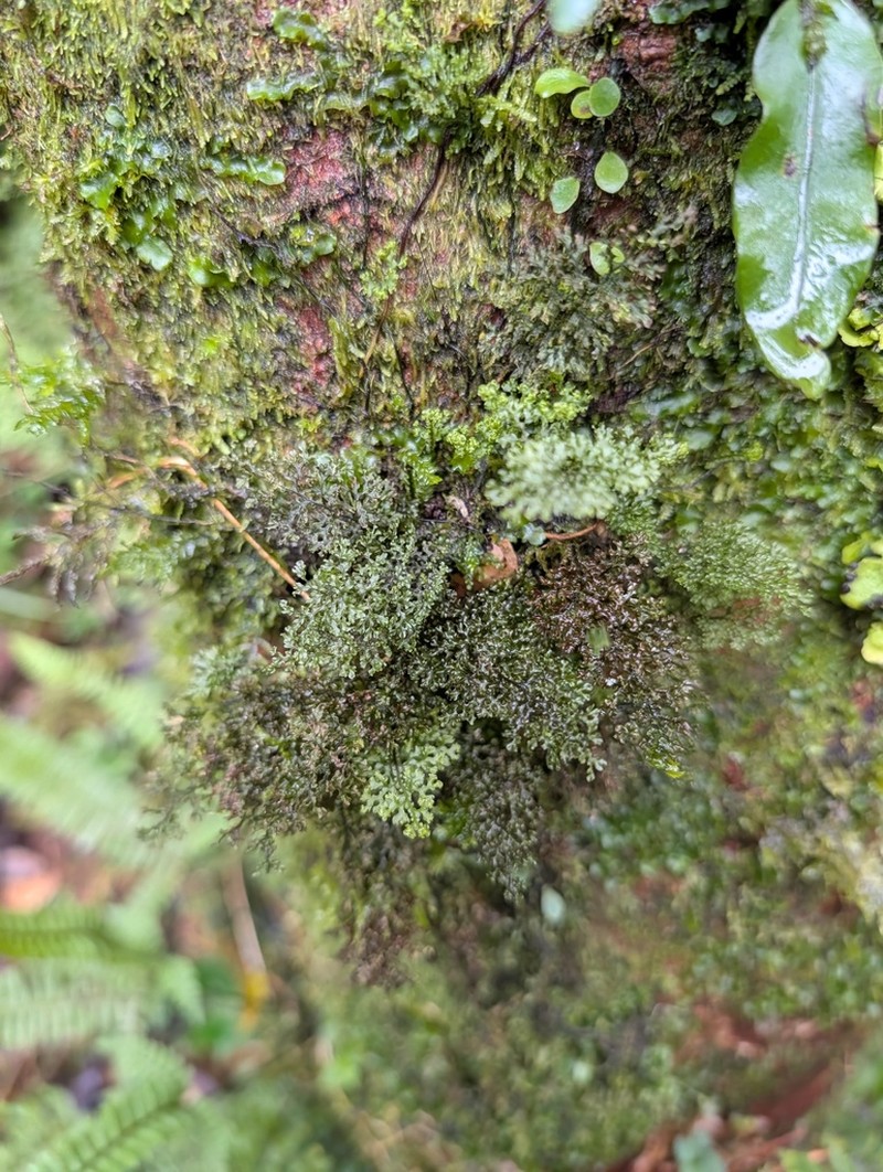 Hymenophyllum fimbriatum photo 5