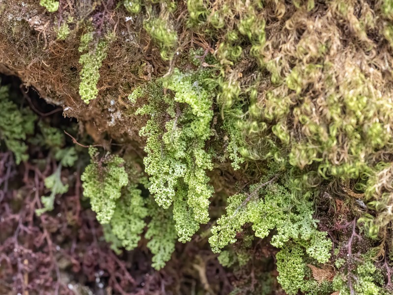 Hymenophyllum fimbriatum photo 6