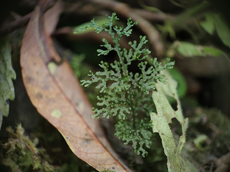 Hymenophyllum fimbriatum photo 7