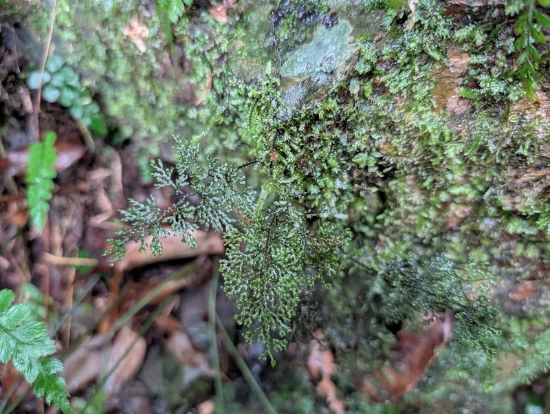 Hymenophyllum fimbriatum photo 8
