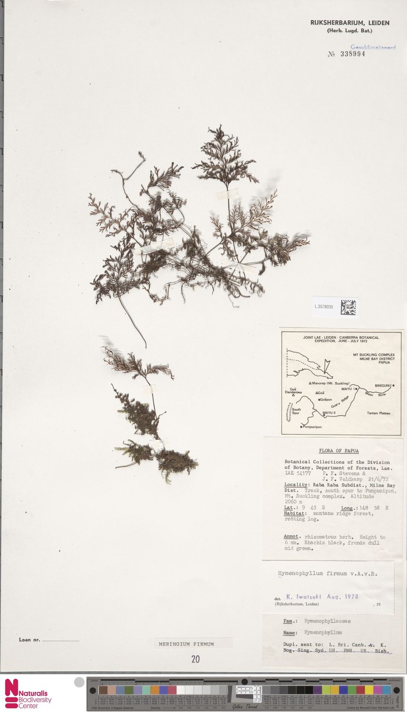 Hymenophyllum firmum