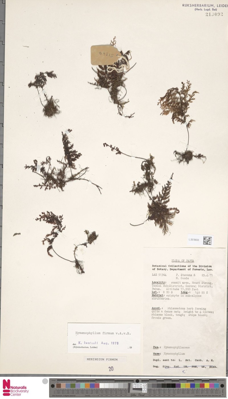 Hymenophyllum firmum photo 2