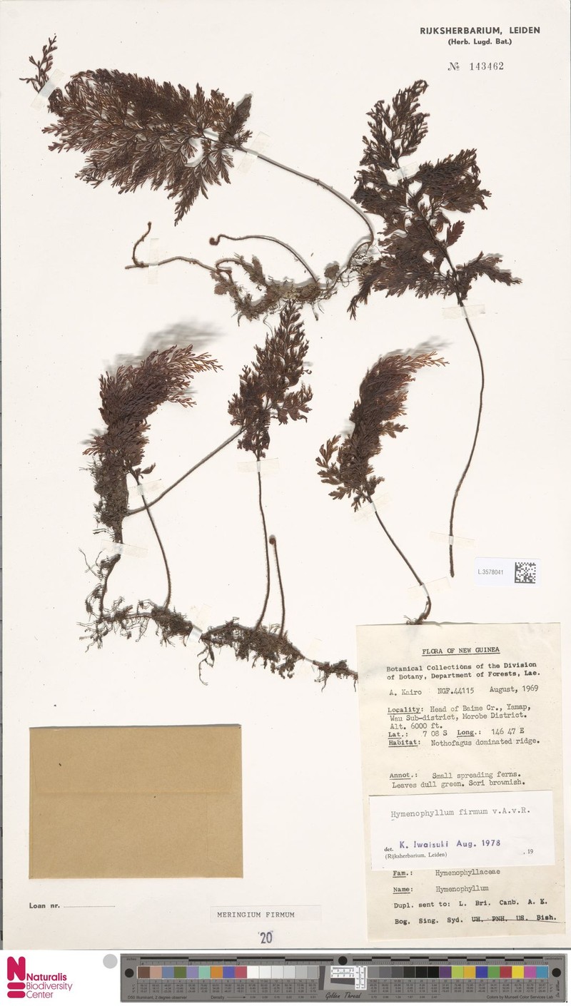 Hymenophyllum firmum photo 3