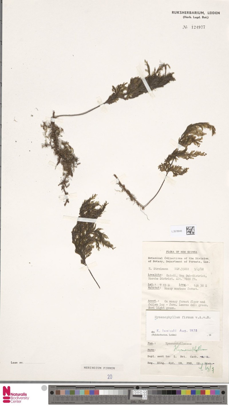 Hymenophyllum firmum photo 4