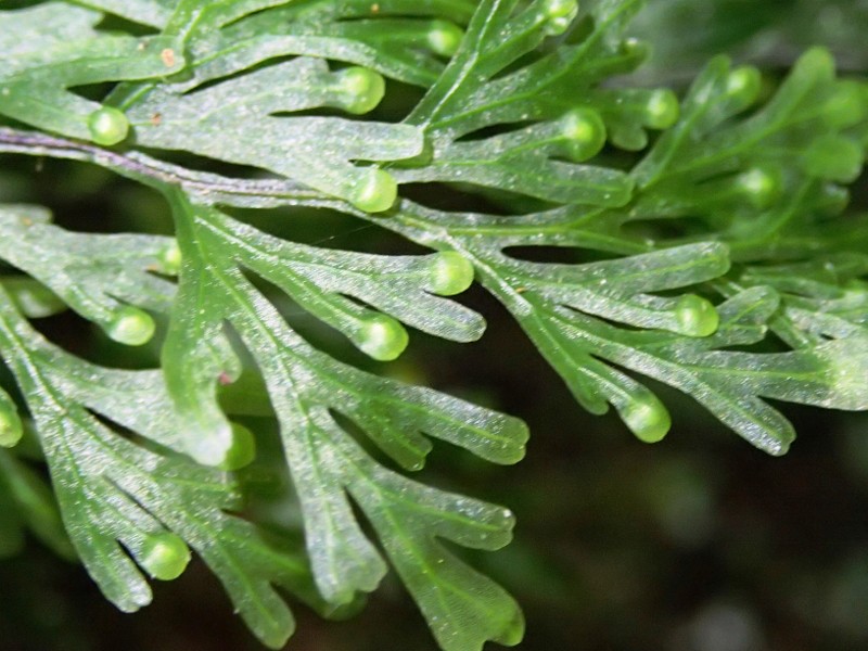 Hymenophyllum flabellatum