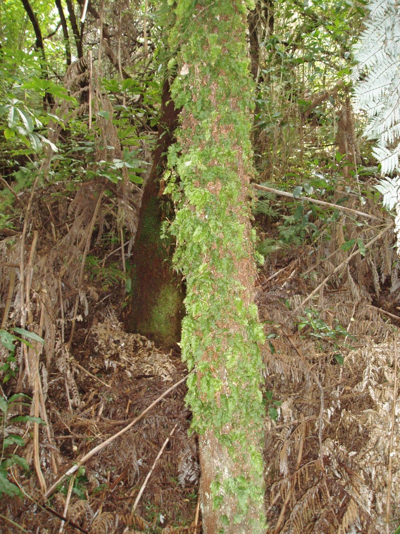 Hymenophyllum flabellatum photo 2