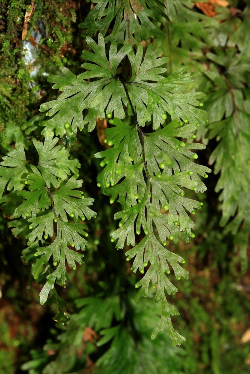 Hymenophyllum flabellatum photo 3
