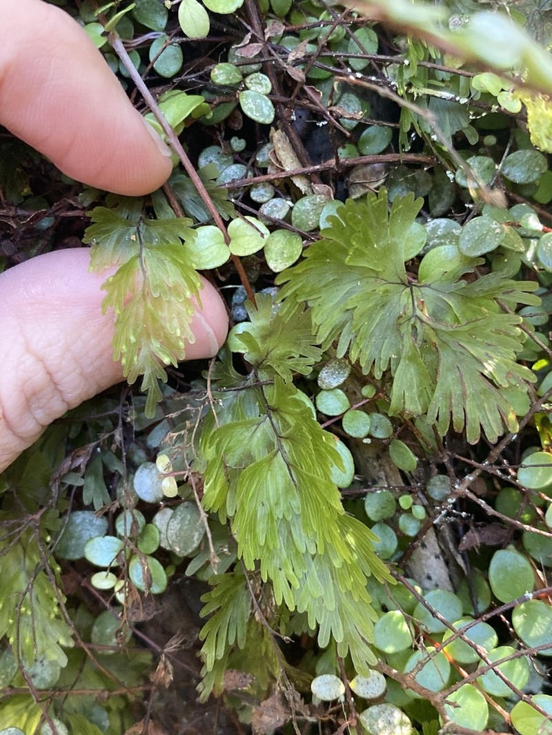 Hymenophyllum flabellatum photo 4