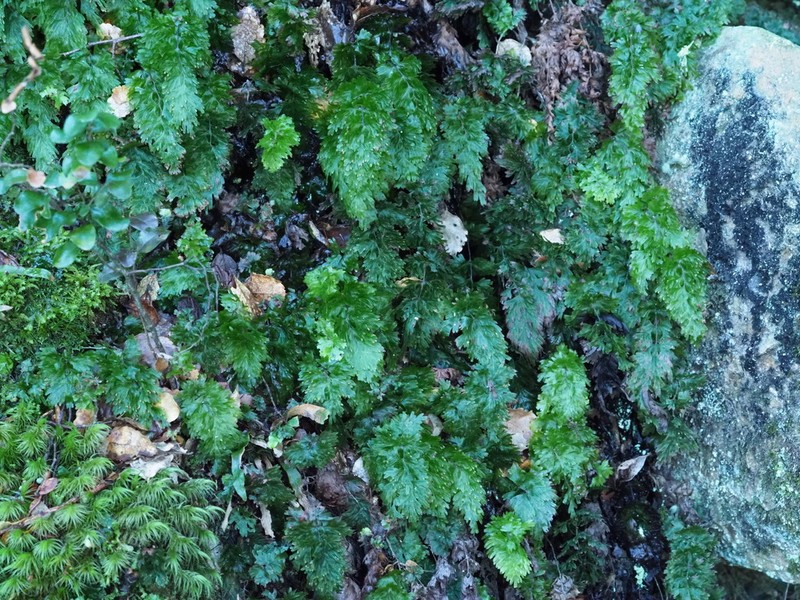 Hymenophyllum flabellatum photo 5