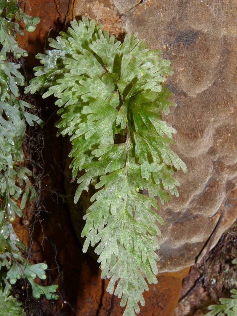 Hymenophyllum flabellatum photo 6