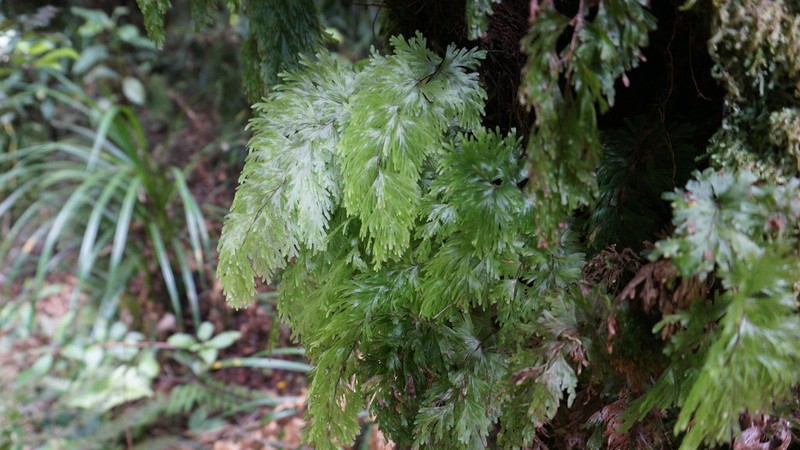 Hymenophyllum flabellatum photo 7