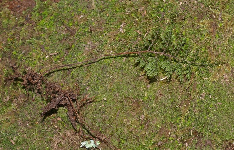 Hymenophyllum flexuosum photo 2