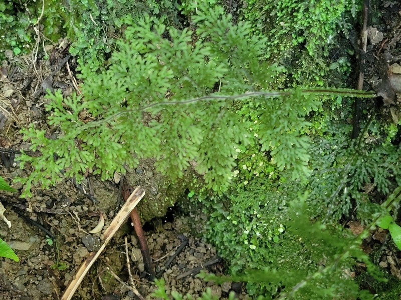 Hymenophyllum flexuosum photo 3