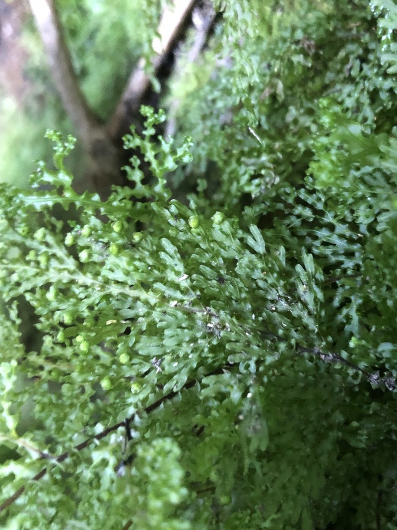 Hymenophyllum flexuosum photo 4