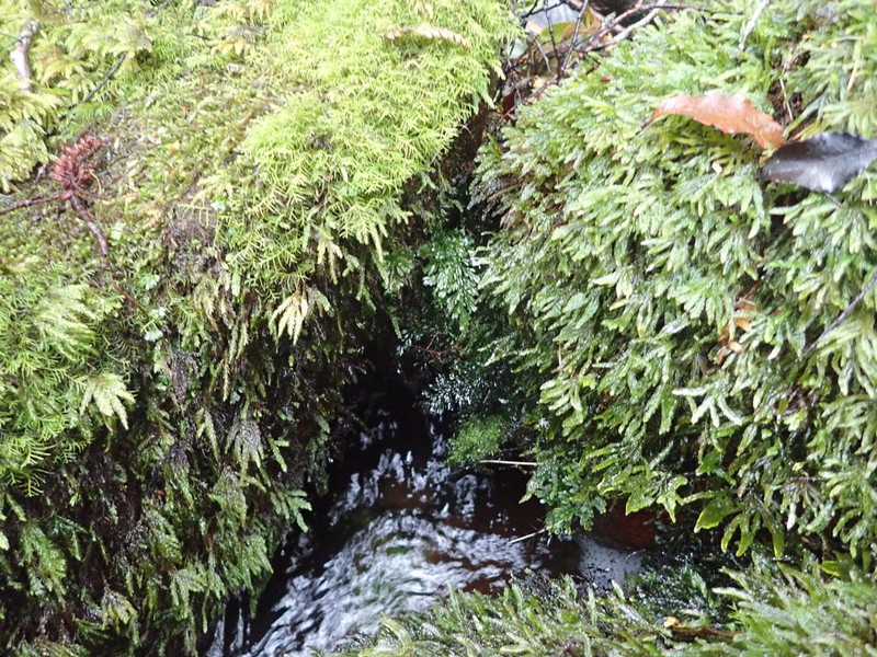 Hymenophyllum flexuosum photo 5