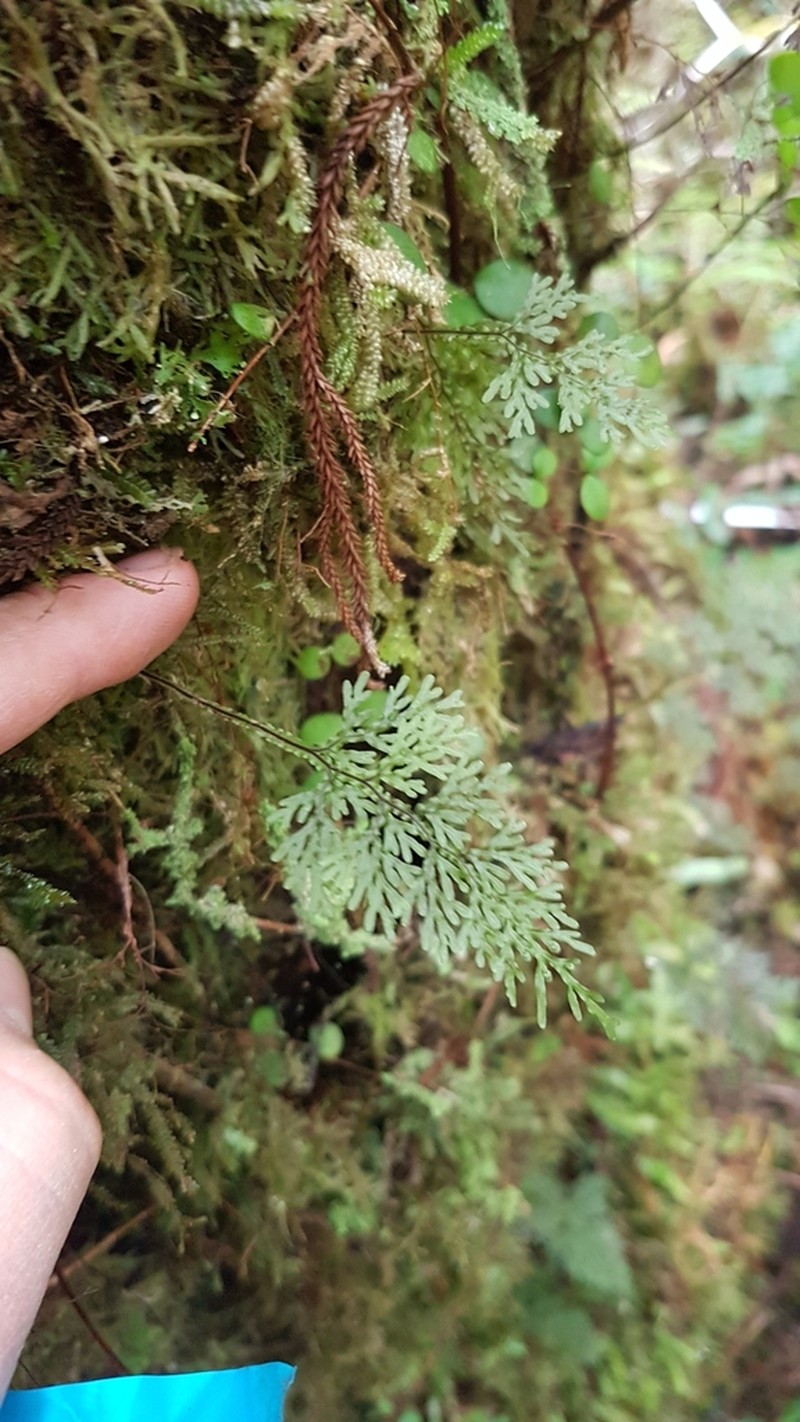 Hymenophyllum flexuosum photo 6