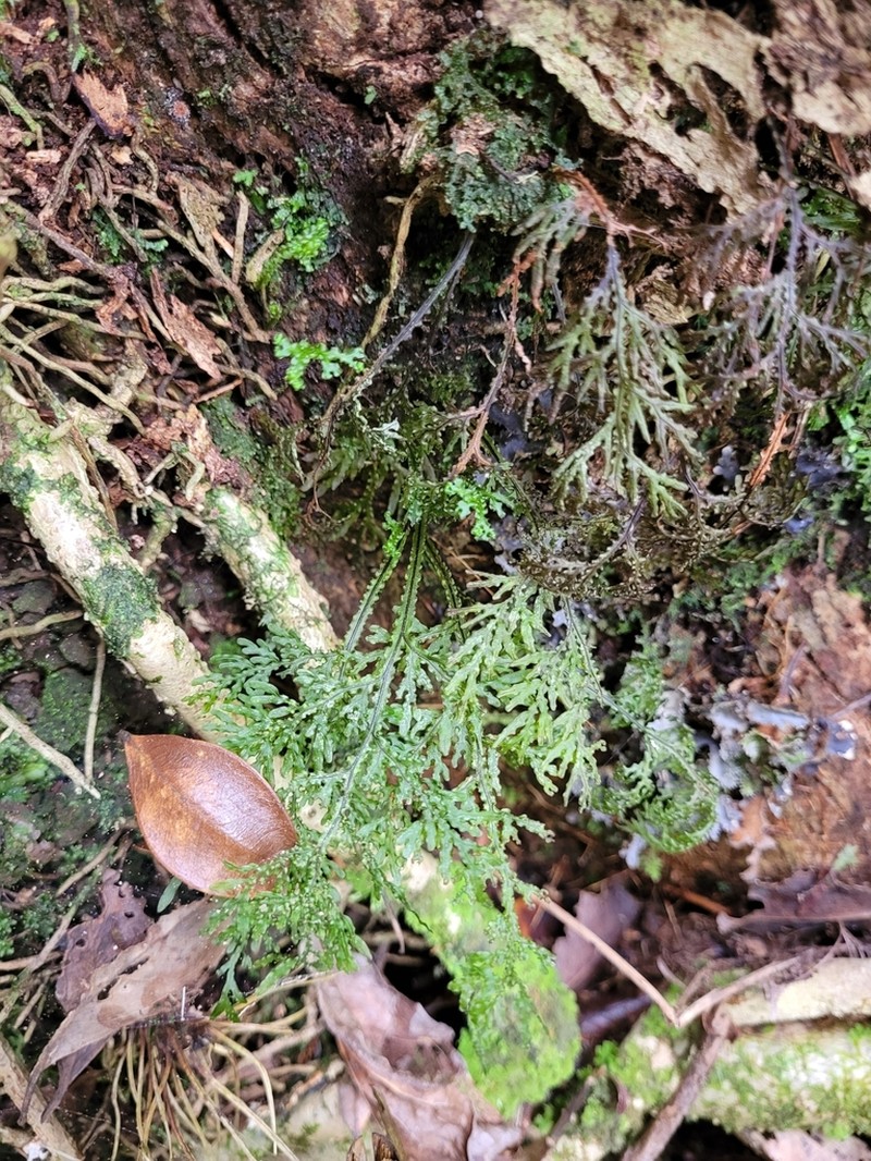Hymenophyllum flexuosum photo 7