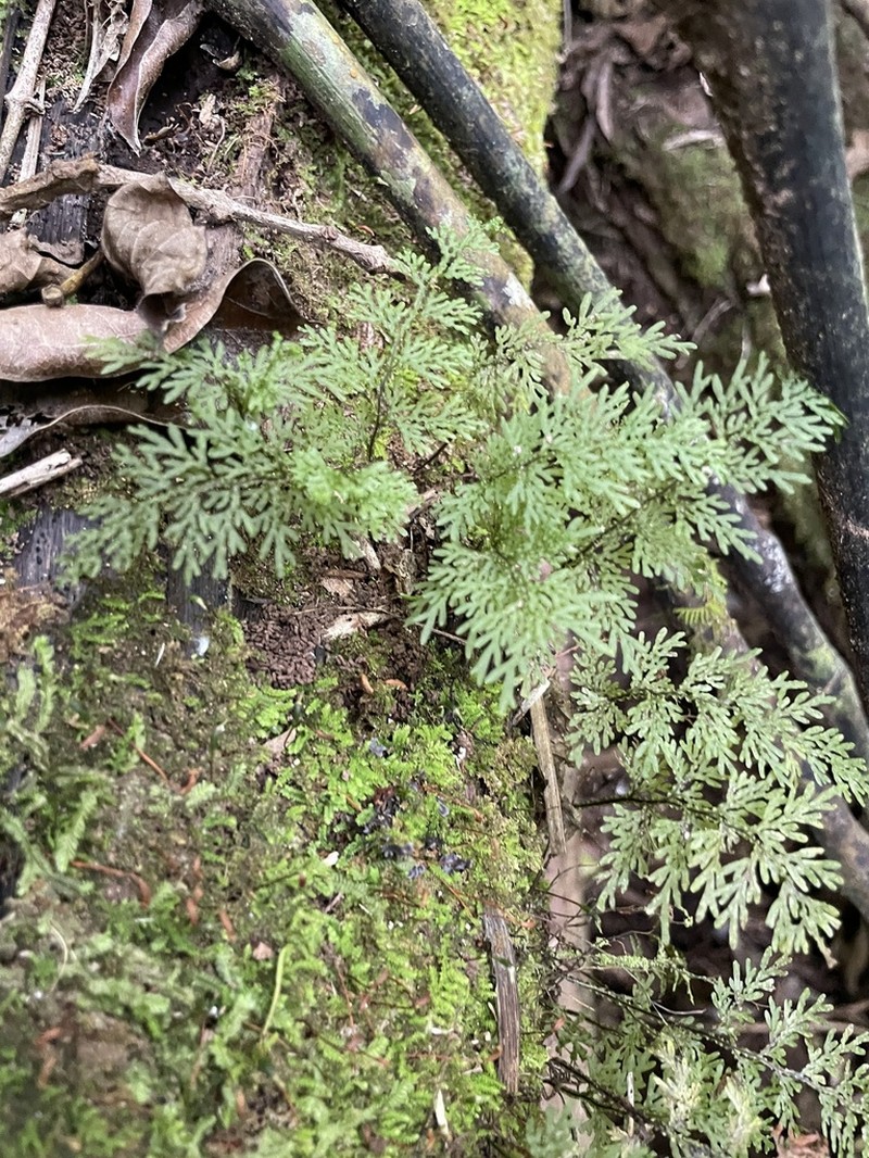Hymenophyllum flexuosum photo 8