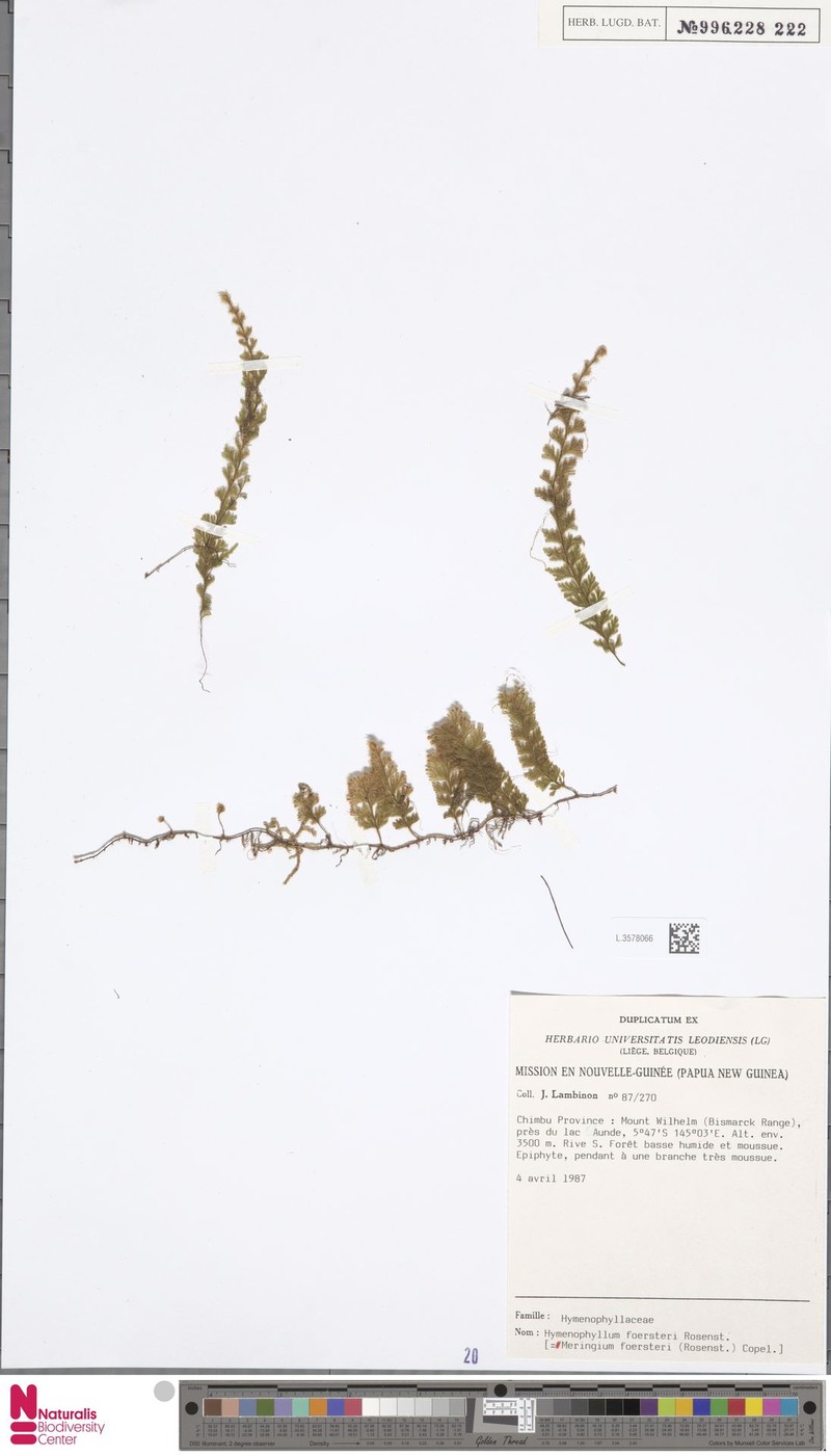 Hymenophyllum foersteri