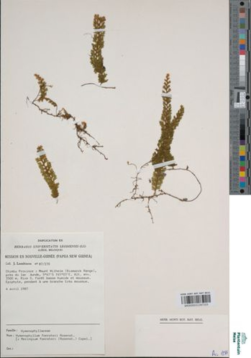 Hymenophyllum foersteri photo 2