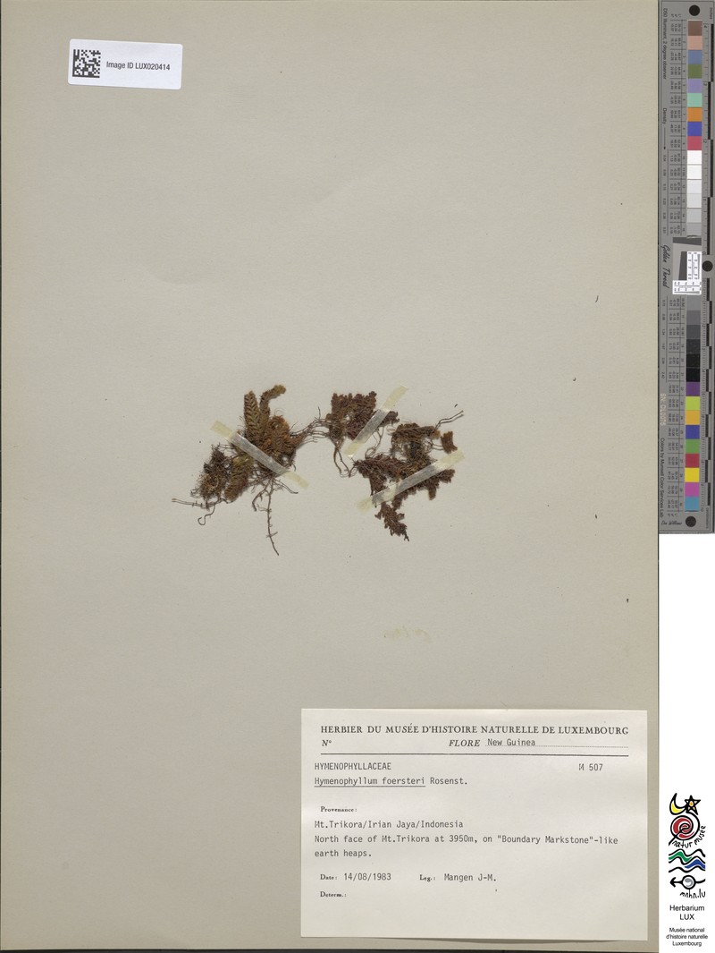Hymenophyllum foersteri photo 3