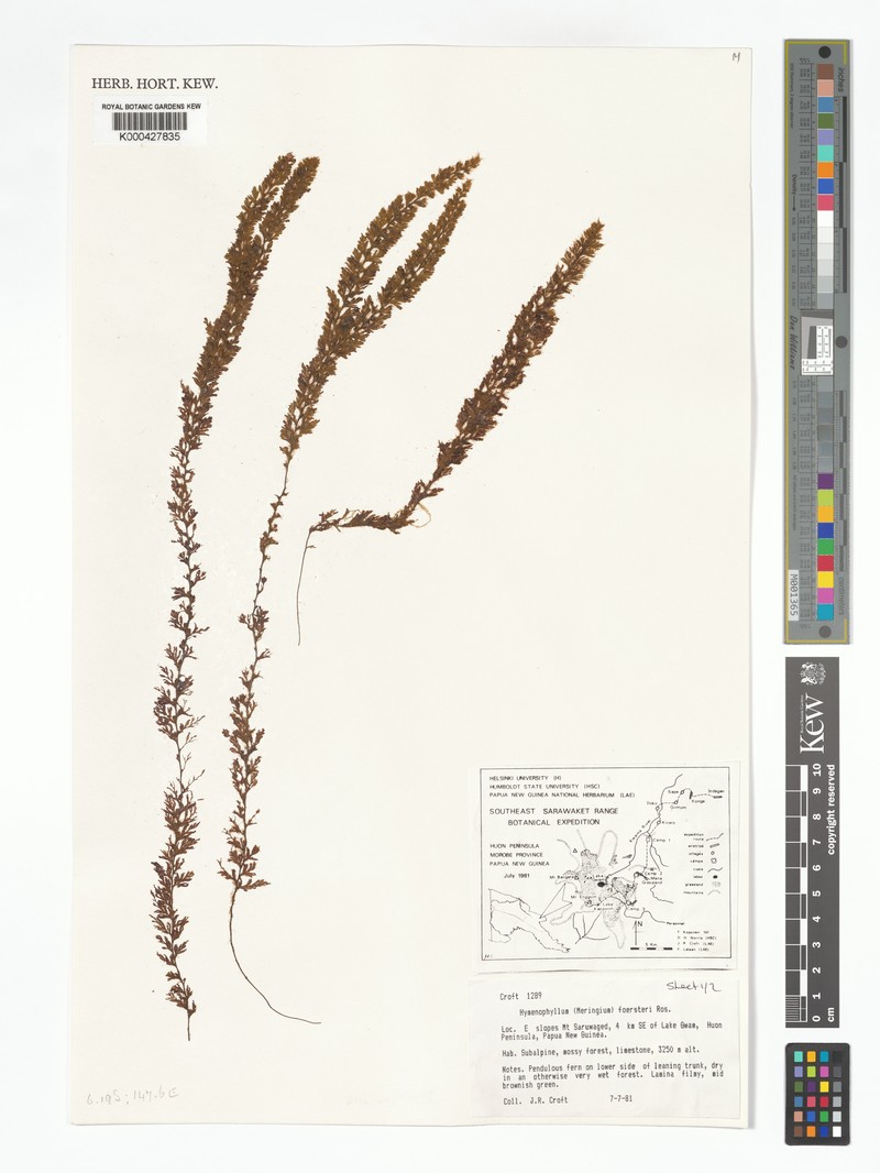Hymenophyllum foersteri photo 4