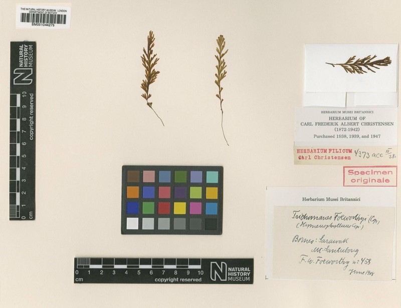 Hymenophyllum foxworthyi