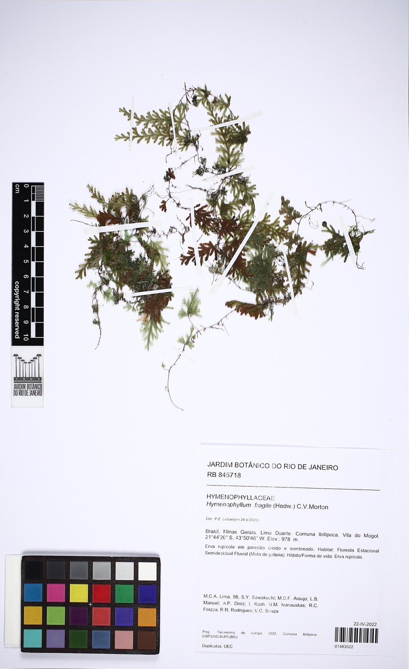 Fragile Filmy Fern