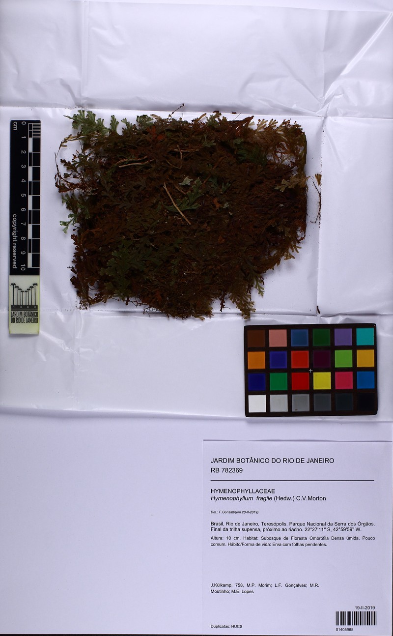 Fragile Filmy Fern photo 2