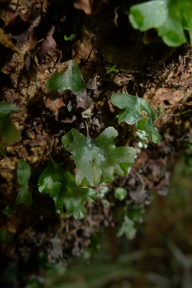 Hymenophyllum francii
