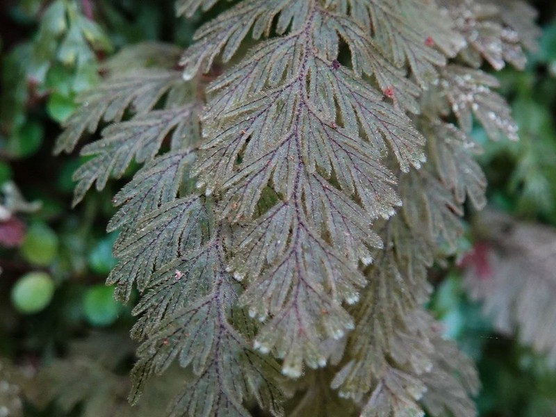 Hymenophyllum frankliniae