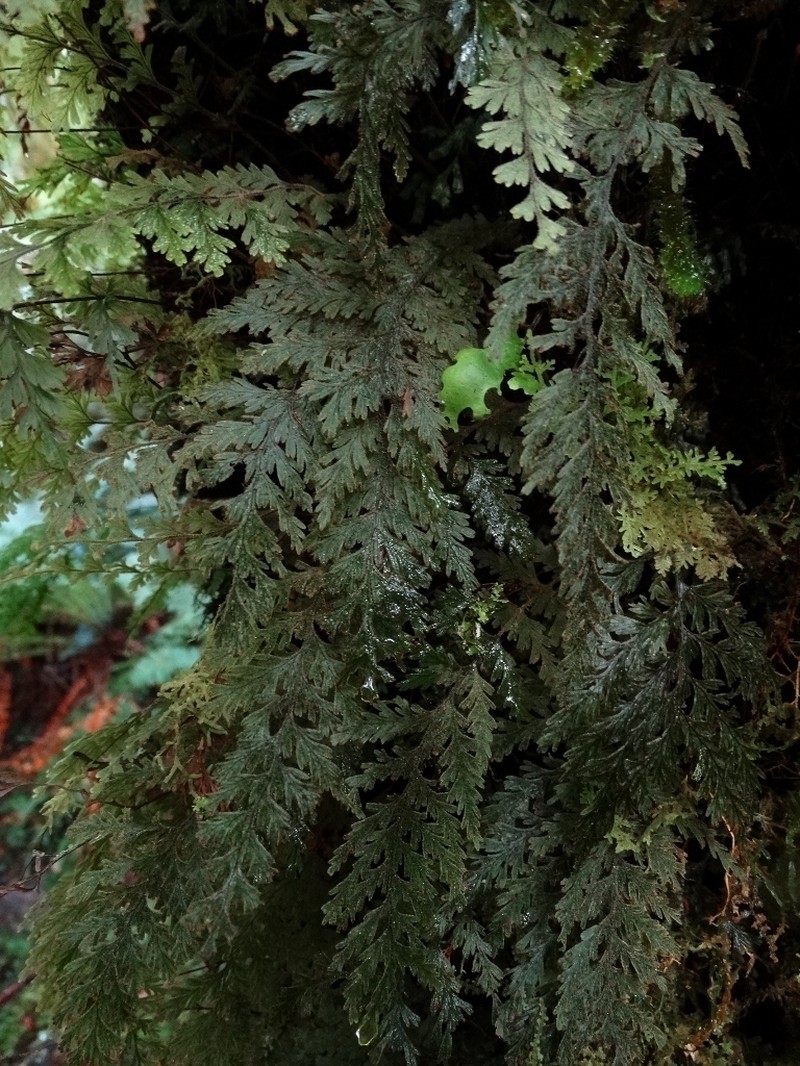 Hymenophyllum frankliniae photo 2