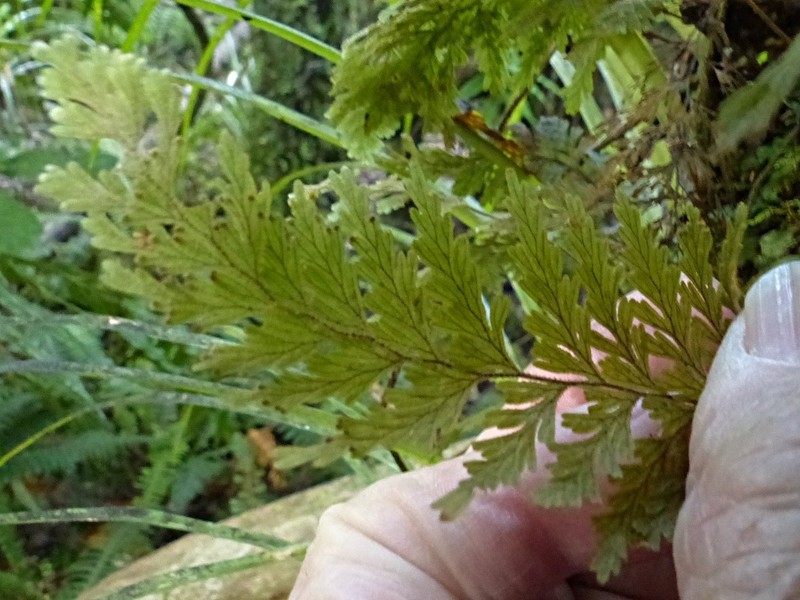 Hymenophyllum frankliniae photo 3