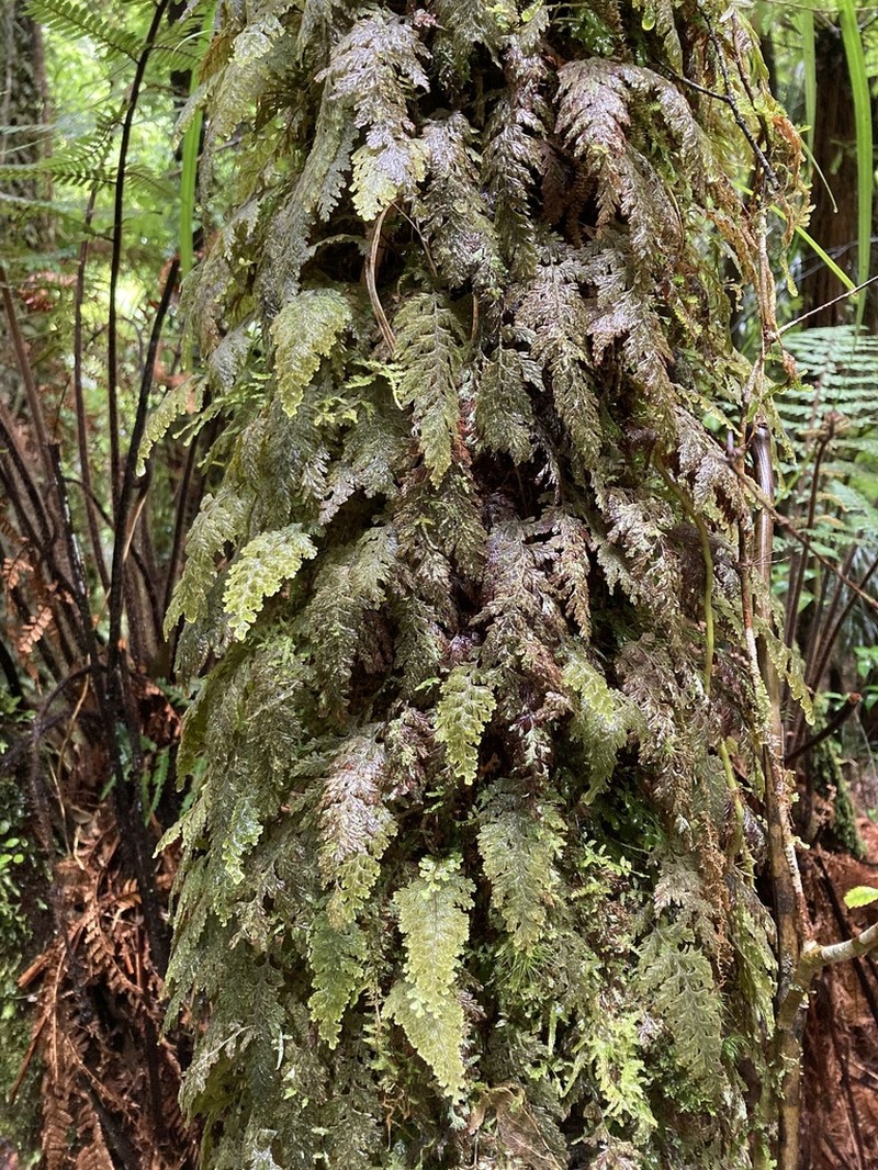 Hymenophyllum frankliniae photo 4