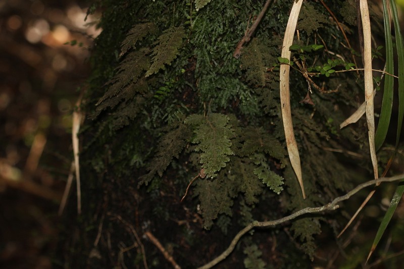 Hymenophyllum frankliniae photo 5