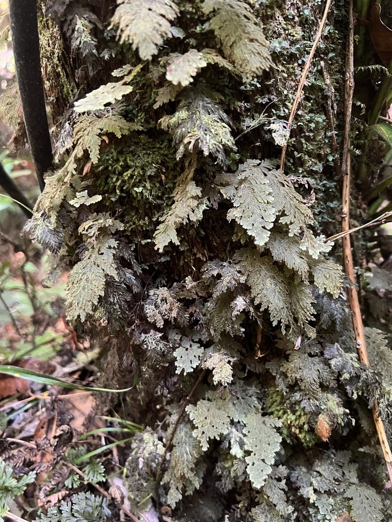 Hymenophyllum frankliniae photo 6