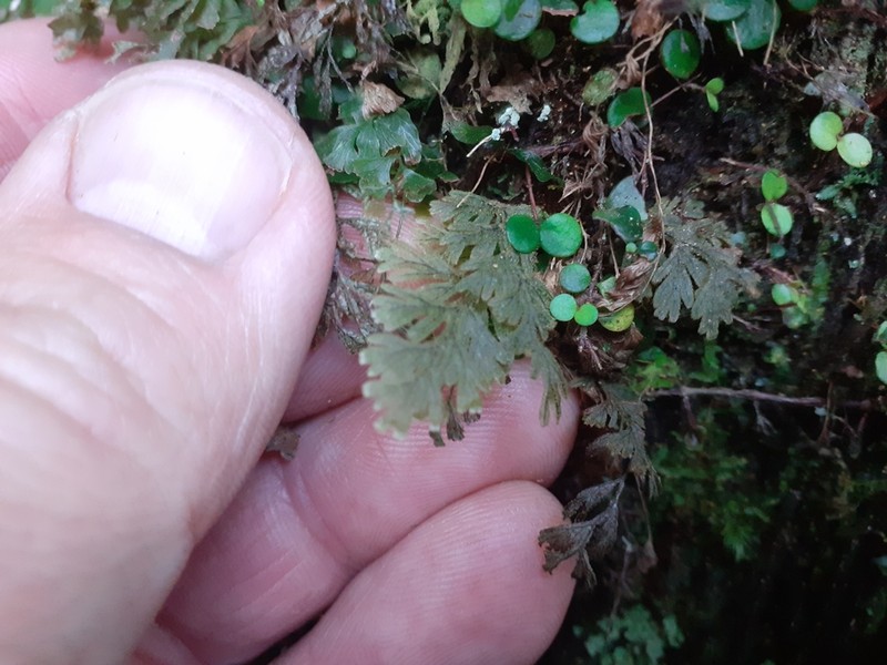 Hymenophyllum frankliniae photo 7