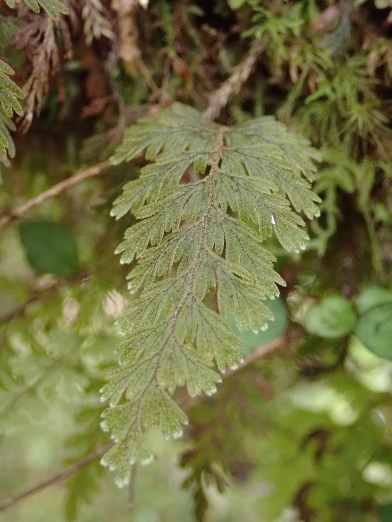 Hymenophyllum frankliniae photo 8