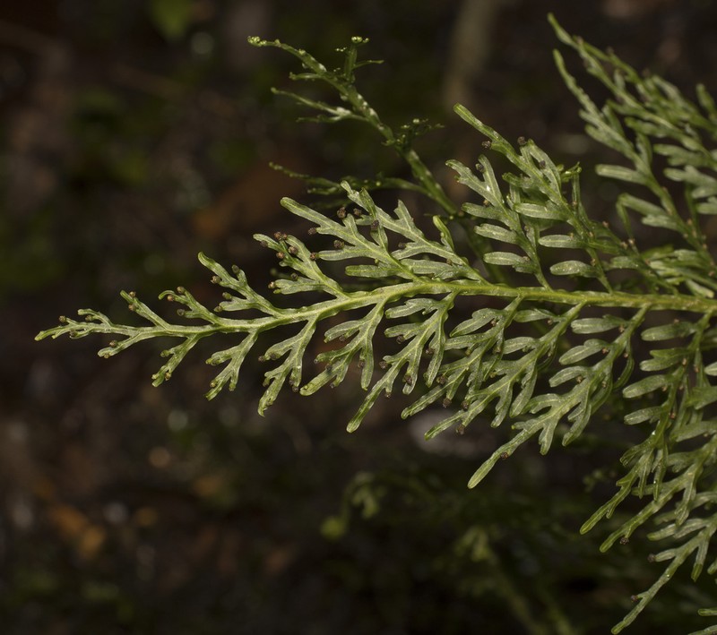 Hymenophyllum fuciforme