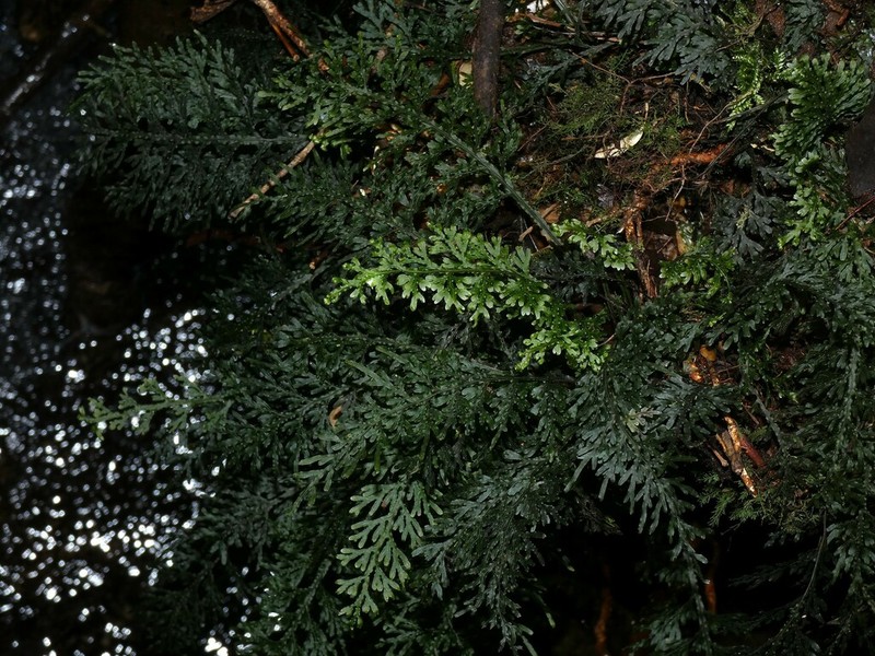 Hymenophyllum fuciforme photo 2